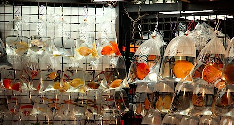 Fish market on Tung Choi Street