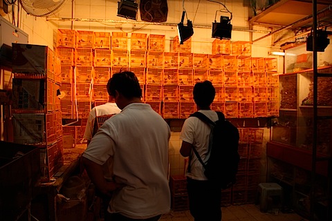 Bird market on Yuen Po Street