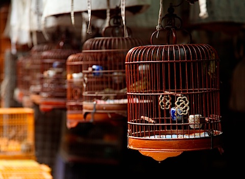 Bird market on Yuen Po Street