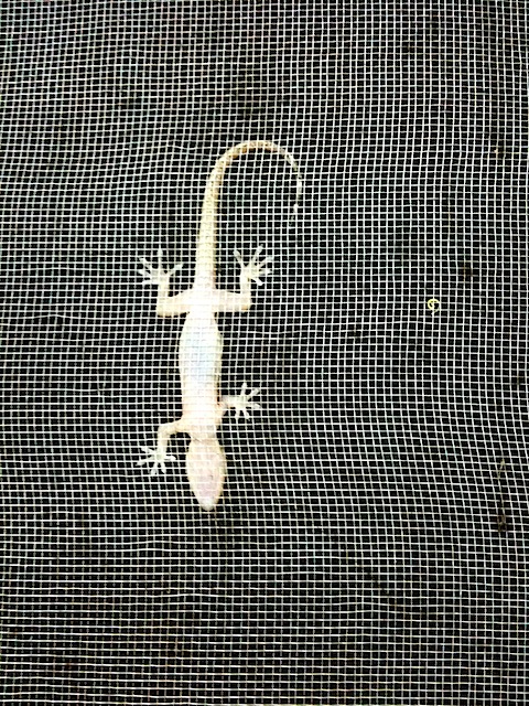 Salamander on Mesh