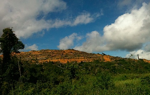 Cleared trees near Maliau Basin