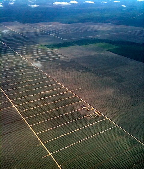 Massive Palm Plantation