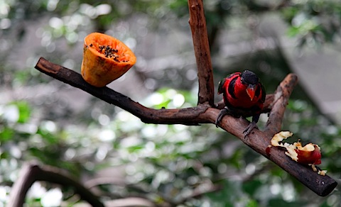 Bird at aviary