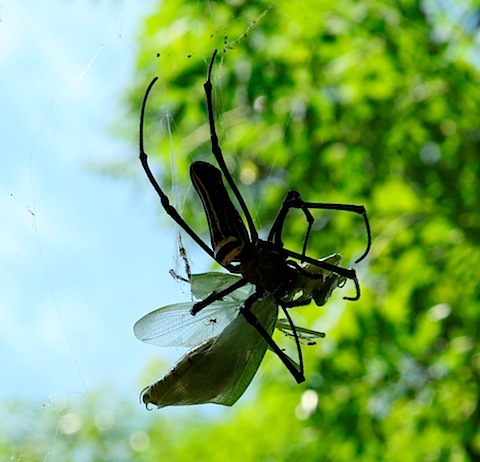 Golden Orb Weaver Spider eating bug