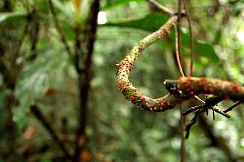 Rainforest at Mulu Park