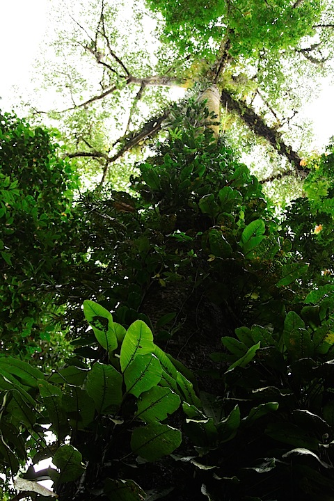 Rainforest at Mulu Park