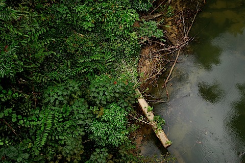 Jungle from Canopy Walk