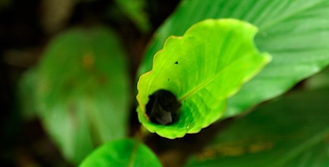 Bat Sleeping in Plant