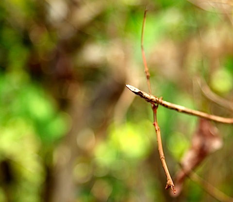 Stick Insect