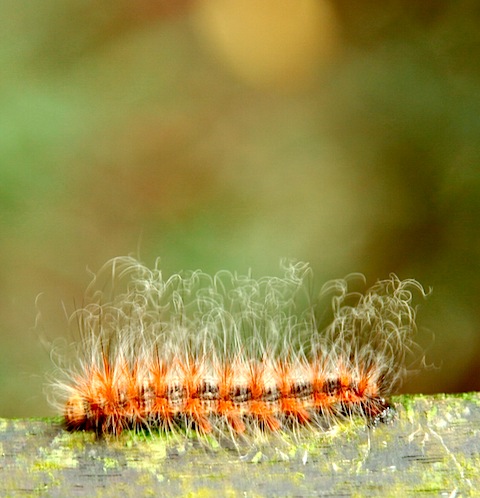 Caterpillar