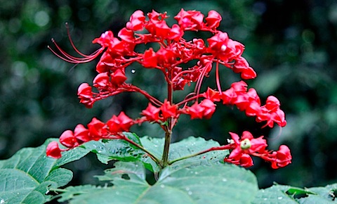 Colurful plant