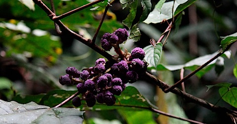 Colourful Plant