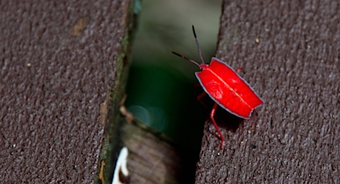 Red bug