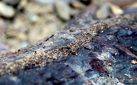 Covered Ant Bridge