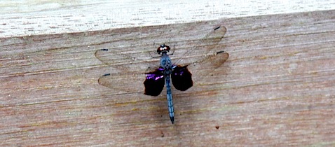 Dragonfly