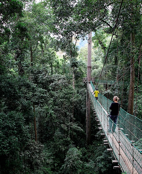 Canopy Walk