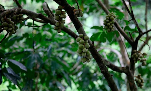 Jungle Fruit