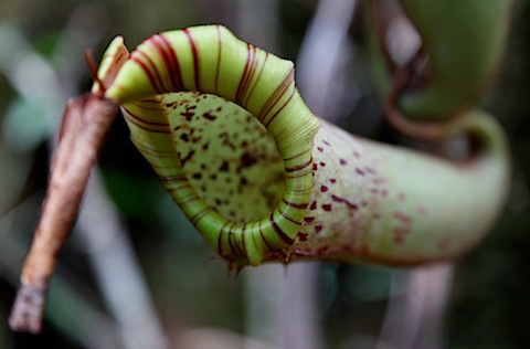 Pitcher Plant