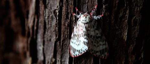 Moth