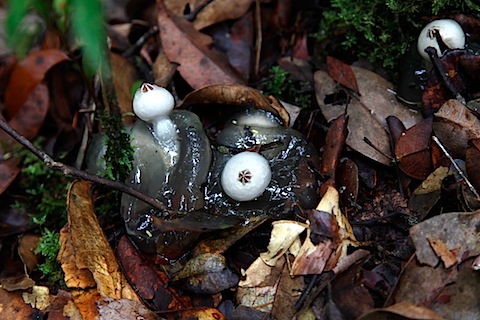 Jelly Fungi