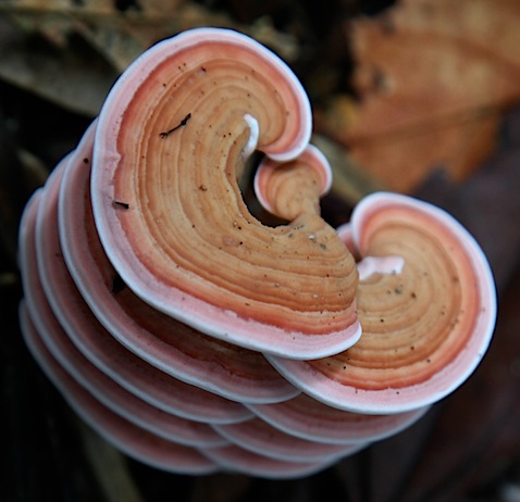 Fungi