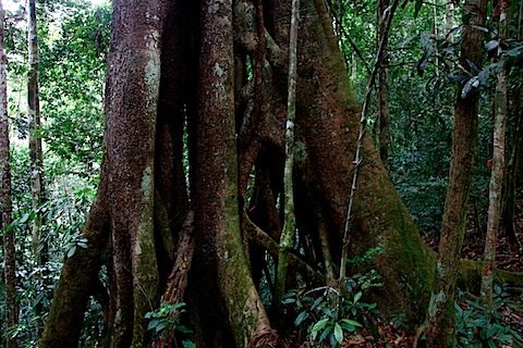 Mature Strangler Fig