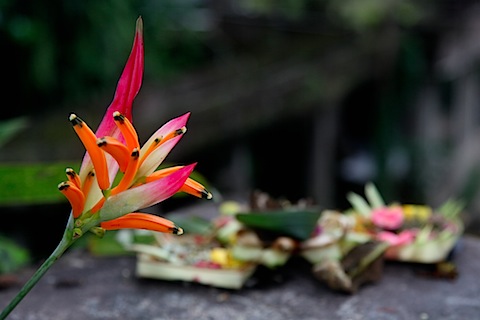 Flower & Offering