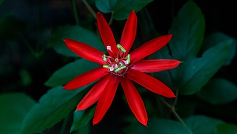 Red Flower