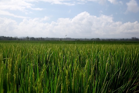 Rice Paddies