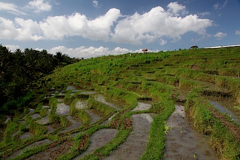 Rice Paddy Terraces