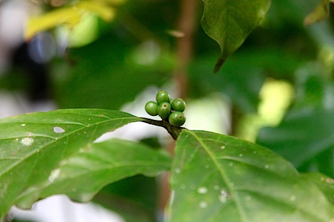 Coffee Beans