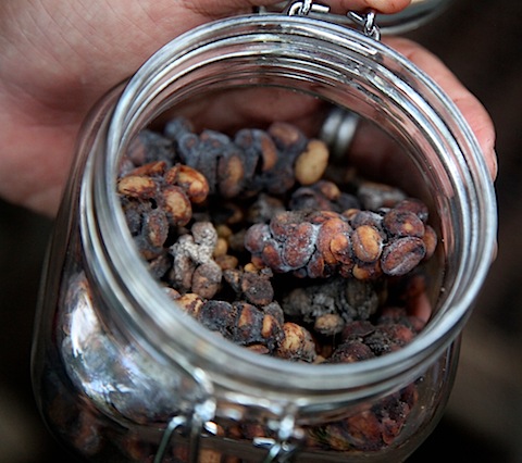 Civet dung coffee