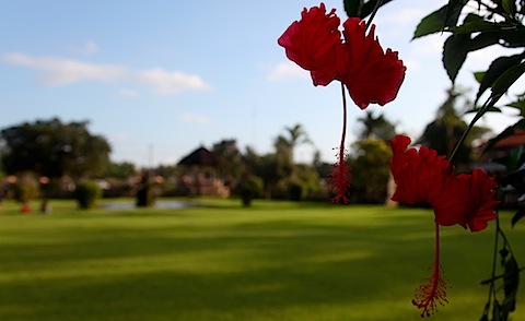 Hanging flowers at Mengwi