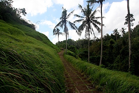 Path on Campuhan Ridge