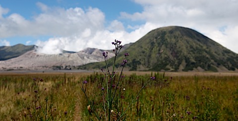 Mt Bromo and Savannah