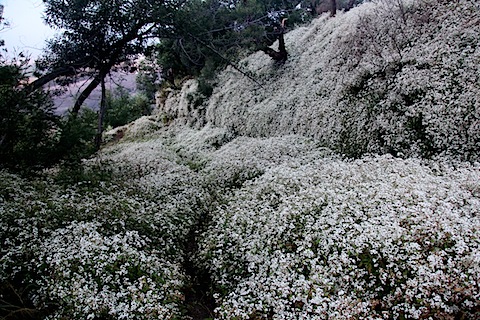 Flowers on Path to Bromo Lookout