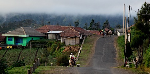 Horses in Bromo