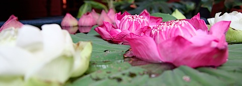 Lotus Flowers