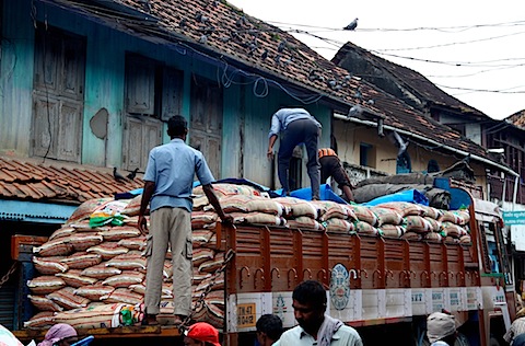 Men moving rice; pigeons watching