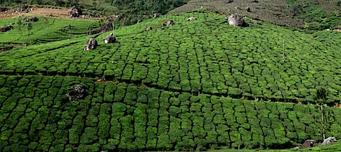 Tea plantation between Munnar and Thekkady