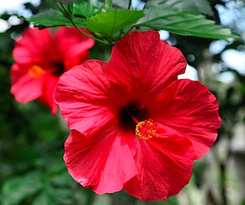 Hibiscus