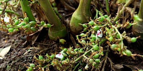 Cardamom