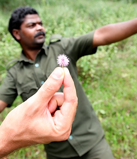 Flower as elephants appear