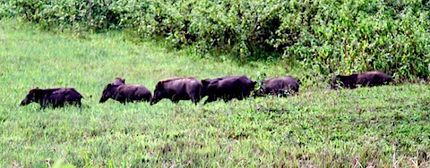 Boars