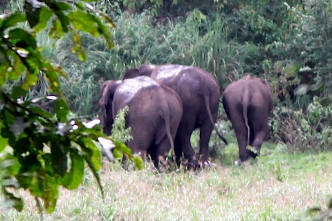 Elephants