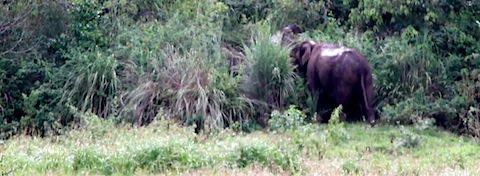 Elephants