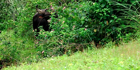 Gaur/Buffalo