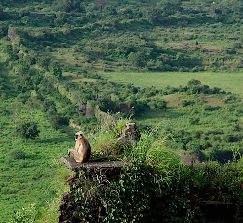 Monkey at Daulatabad