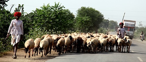 Sheep on road