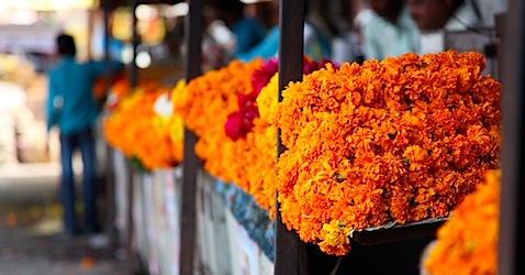 Carnations for sale